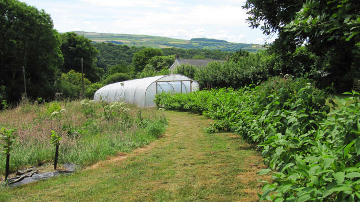 Polytunnel & young hedge overlooking valley