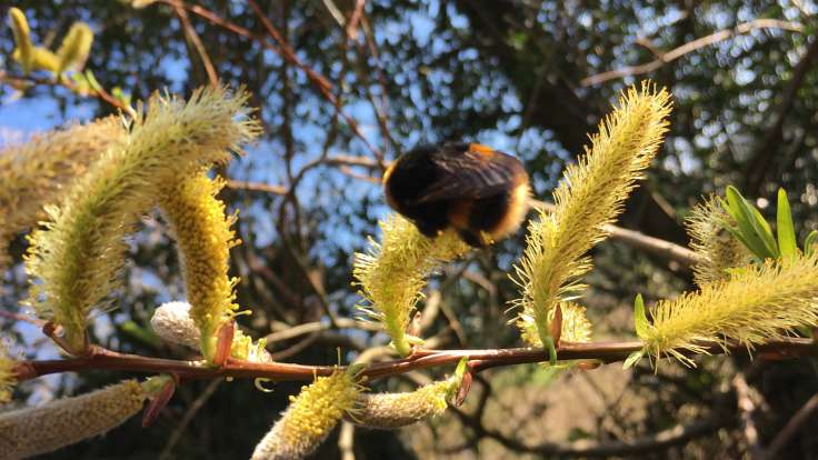 Bumblebee on yellow willow catkins