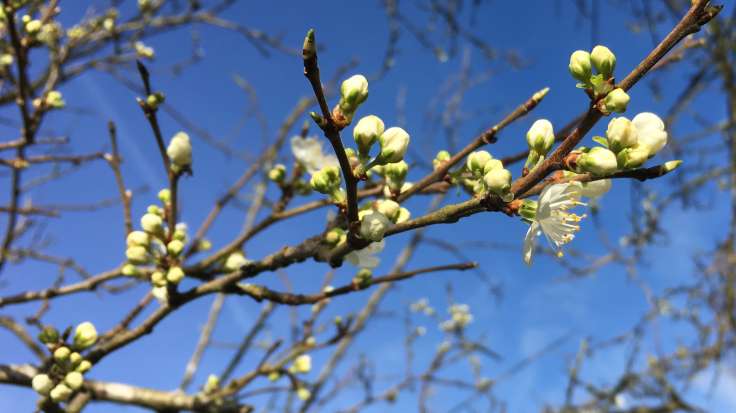 White tree blossom against blue sky