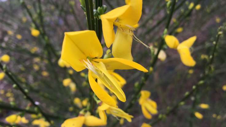 Yellow pea-like flowers of Broom