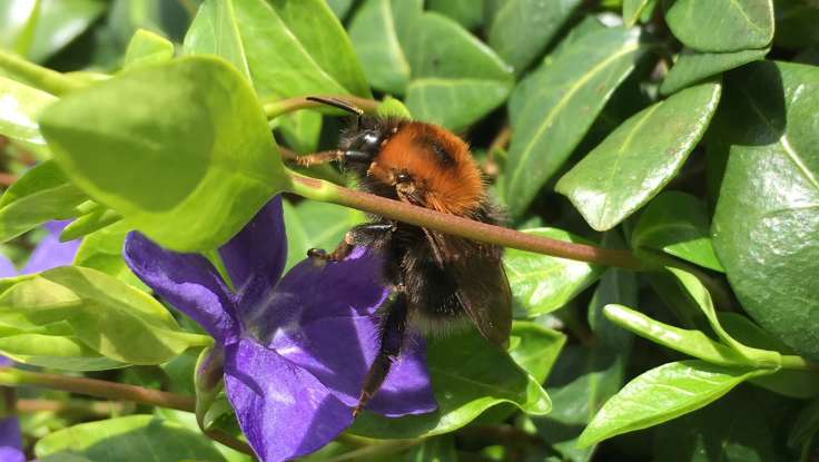 Bumblebee on purple periwinkle flower