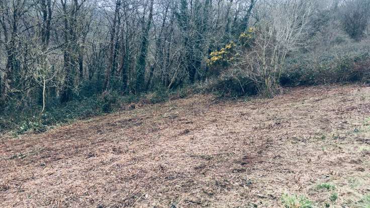 Recently cleared bramble from sloping field next to wood