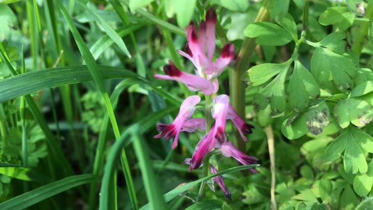 Tubular pinkish flowers