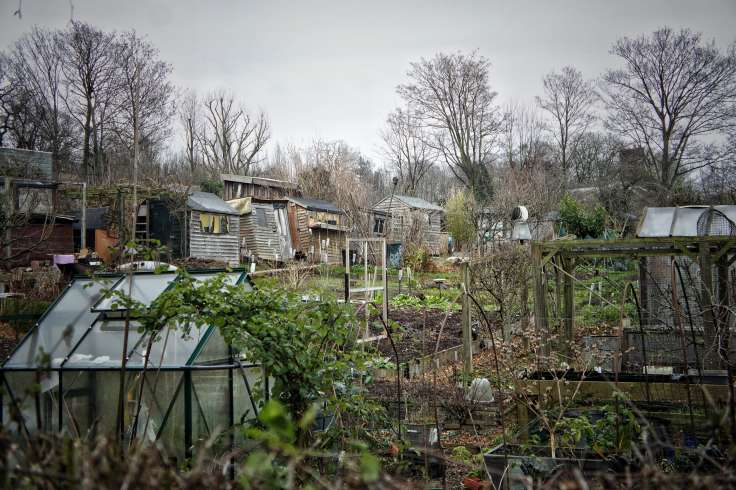 Allotment in winter with ramshackle buildings