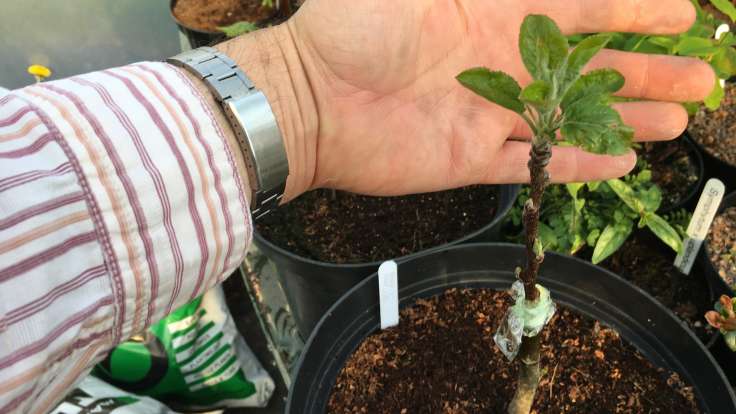 Hand cradling newly grafted apple in leaf