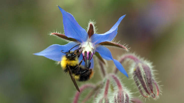 Bumblebee on open blue flower https://www.flickr.com/photos/sarashotley/34874866562/