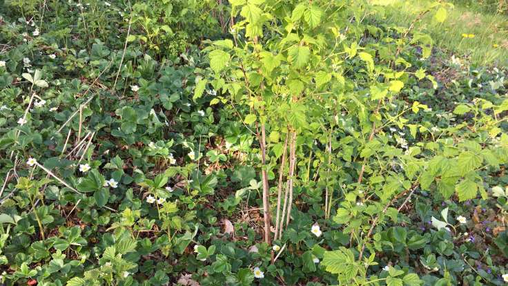 Raspberry bush and strawberry ground cover