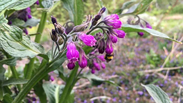 Purple flowers with a bumble bee