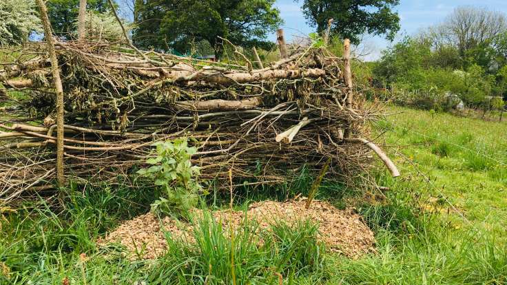 Newly planted shrubs in front of dead hedge made from old branches