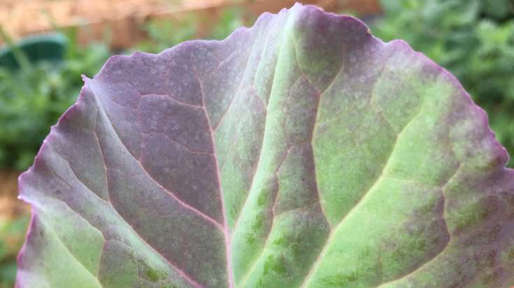Close up of top of kale leaf