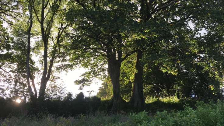 Trees silhouetted by late afternoon sun