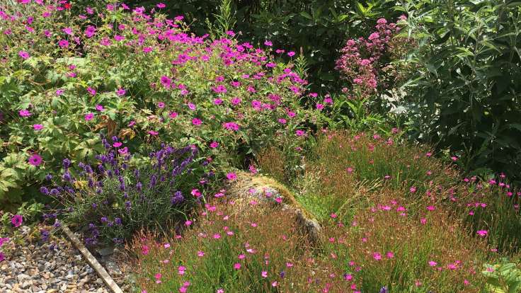 Bright pink and purple flowers next a gravel path