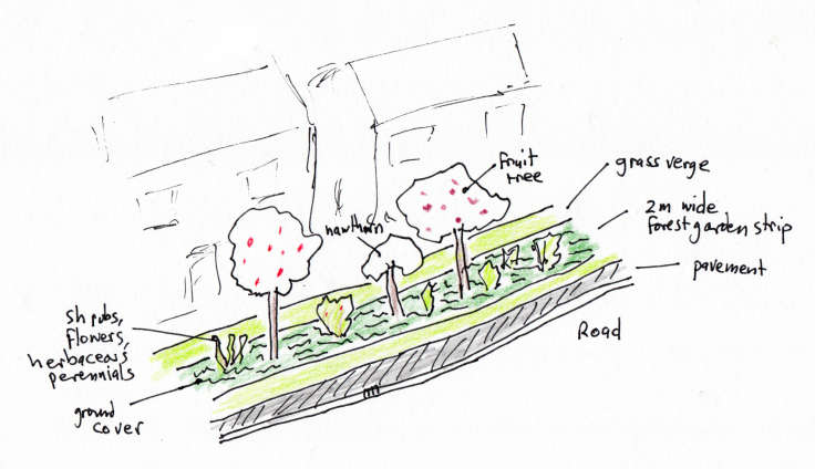 Sketch of strip of forest garden on grass verge