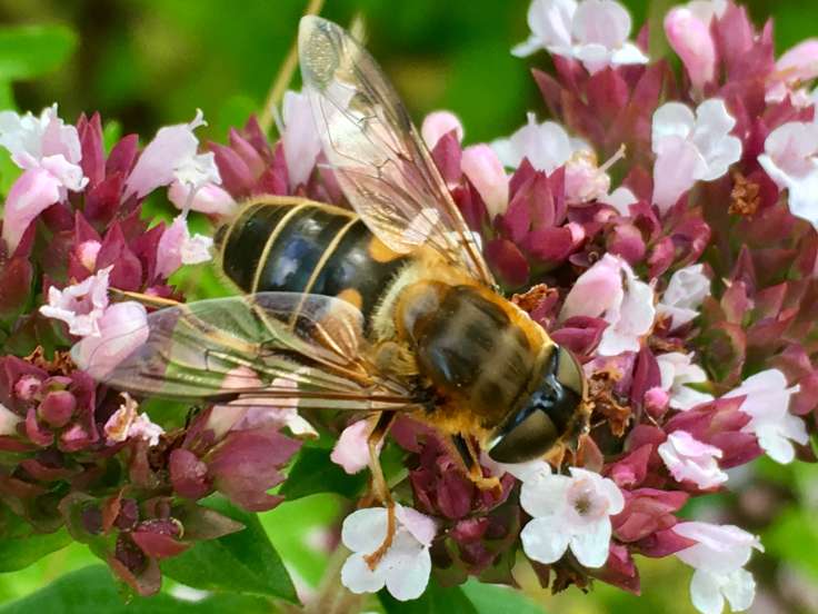 Close up of hoverfly on oregano flowers