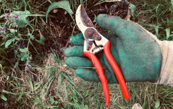 Rusty red handled secateurs held in green glove