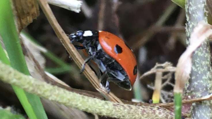 Ladybird climbing up stem