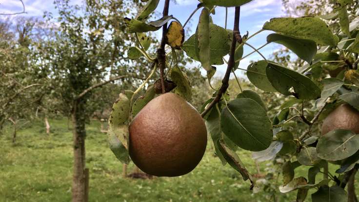 Pear hanging on branch