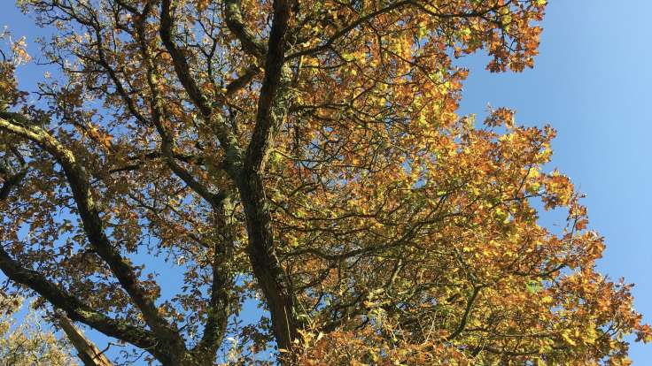 Autumnal oak tree branches against blue sky