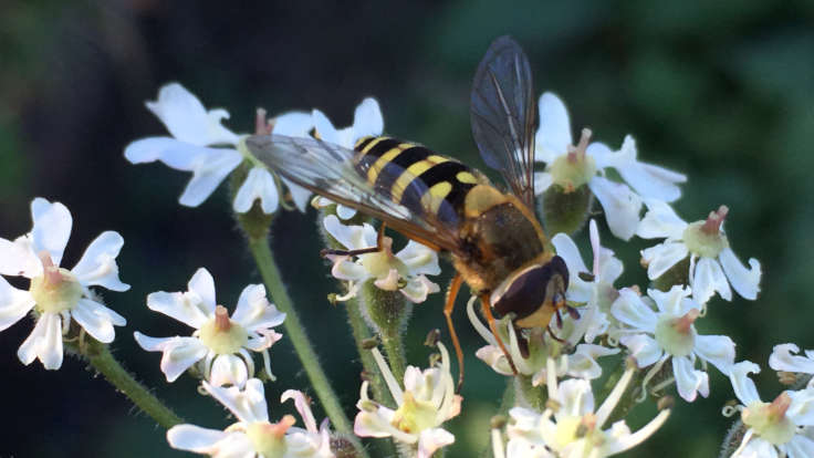 Hoverfly on small white flowers