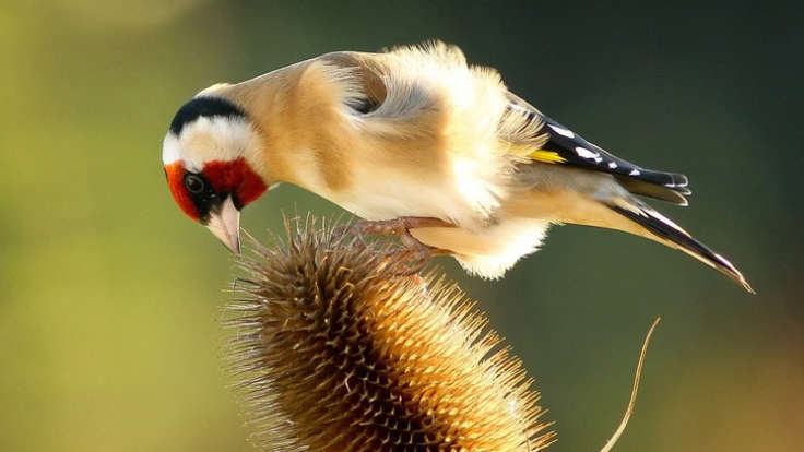 Small bird on a seed head