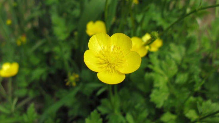 Yellow buttercup flower