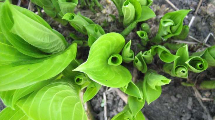 Green curled mass of hosta shoots