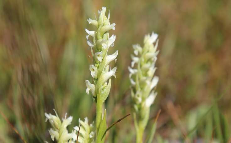 White flower orchid spike