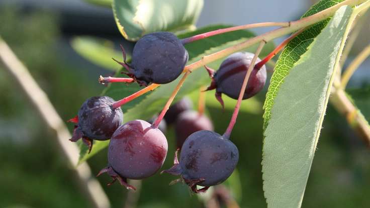 Dark red berries on the bush