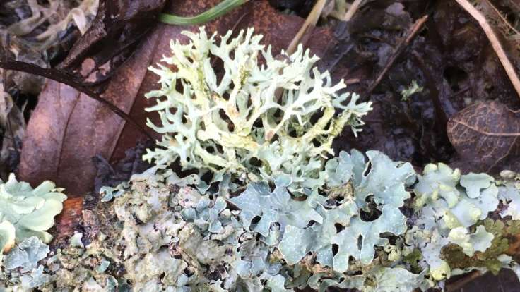 Lichen on a branch