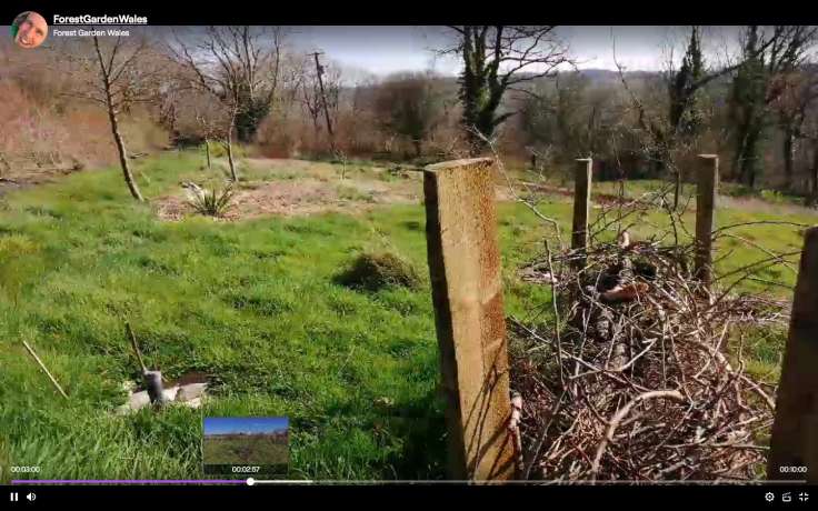 Screenshot of livestreaming from the forest garden, view of dead hedge