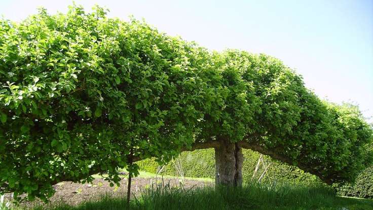 Mature free standing espaliered fruit tree