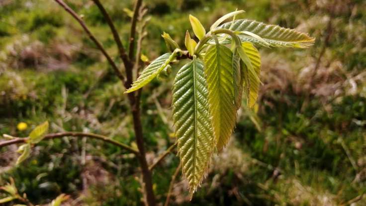 Young, pointed & serrated tree leaves