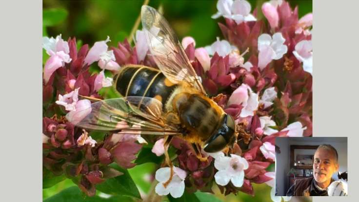 Screenshot of slideshow, big photo of hoverfly, small square with smirking face