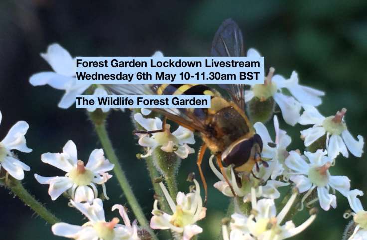 Screenshot of Livestream details over photo of hoverfly