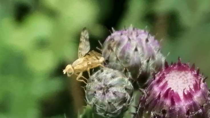 Small pale fly on unopen thistle flower