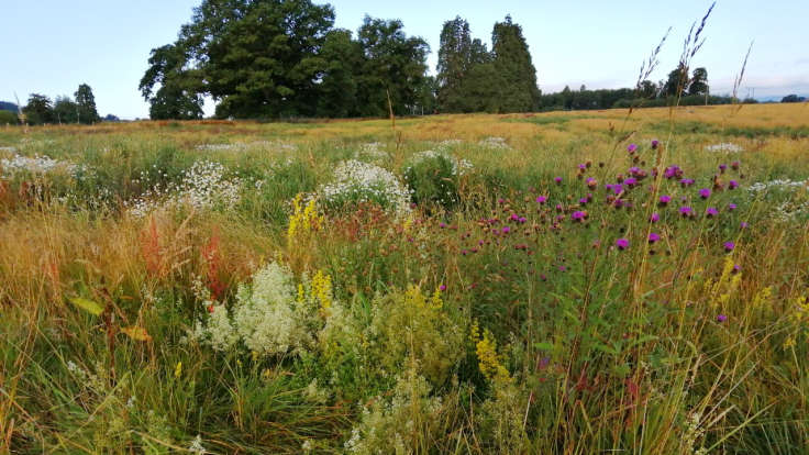 Wild flowers in a field, trees on the horizon