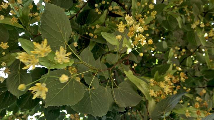 Blurry photo of leaves in the wind