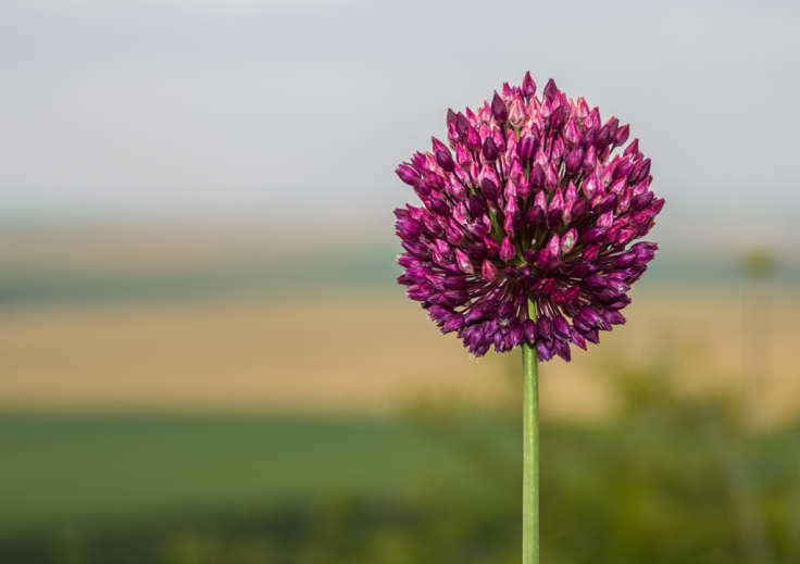 Purple allium flower