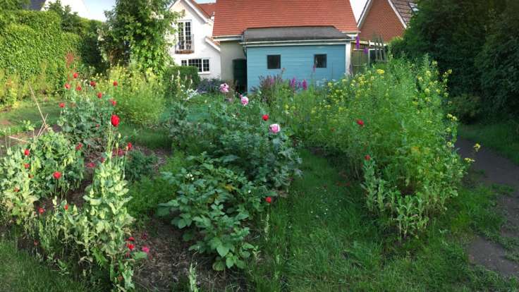 Beds with flowers in front of shed at back of house