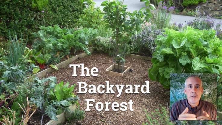 Small front forest garden with text 'The Backyard Forest'