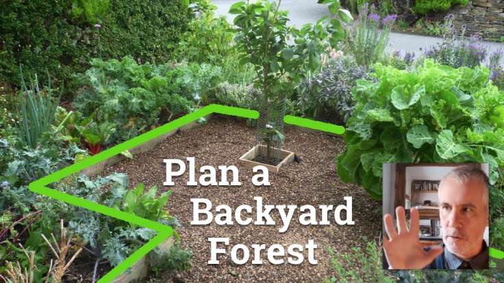 Small front forest garden with lines and text 'Plan a Backyard Forest'