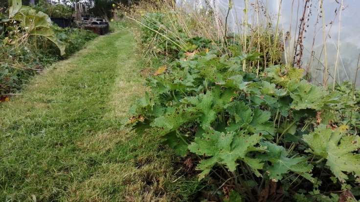 Small plants in the border between a grass path and a polytunnel