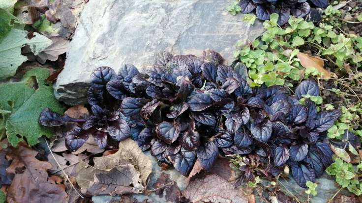 Low growing purple leaves around stone step on a path