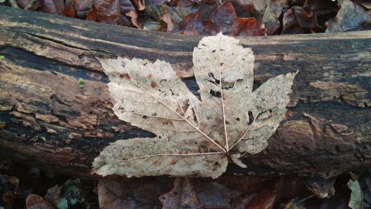 Dessicated leaf plastered onto barkless prostrate log