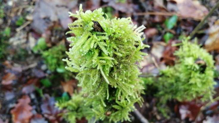 Moss bobble on a stick