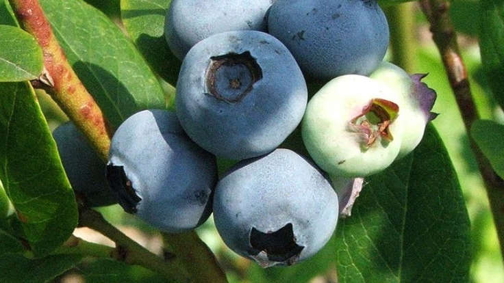 Close-up of blue bulbous fruit on the bush