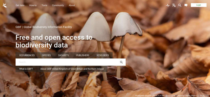 Screenshot of website with mushrooms and a search bar