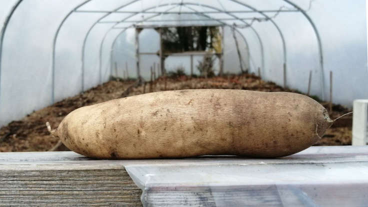 Long tuber on the window ledge of a polytunnel looking in