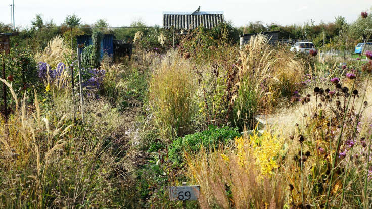 Incredibly beautiful and overflowing garden with grasses on an allotment. Well, it is an allotment.