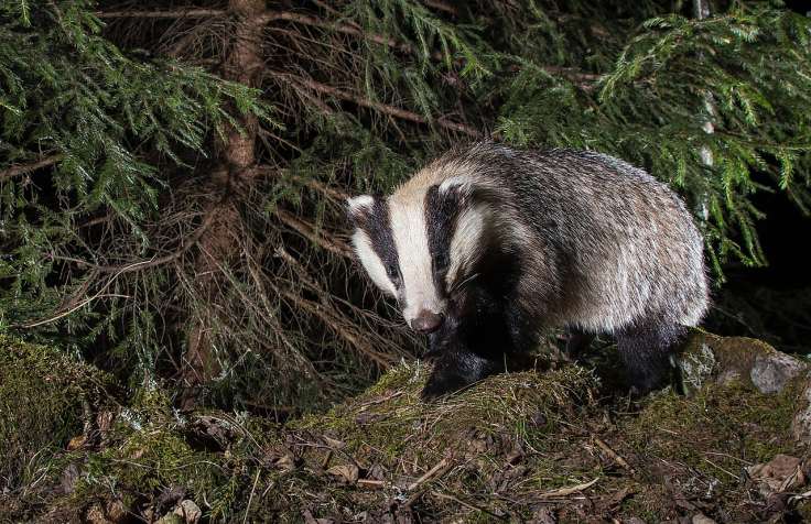 Badger at night taken with camera trap in forest